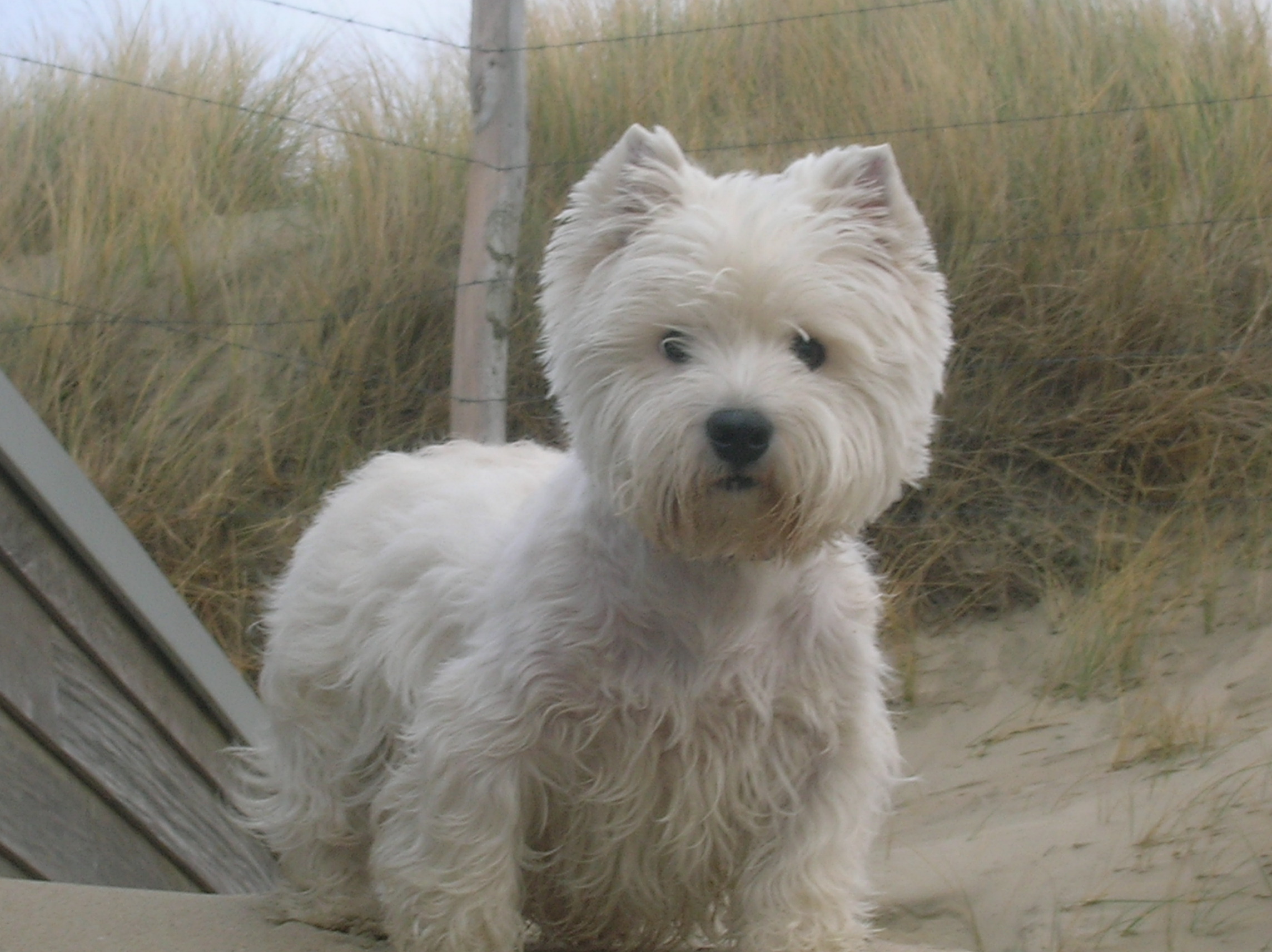 Mieke